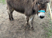 5 year old gelding