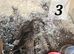 Lurcher Pups For Sale