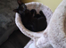 2 Black boy's Very friendly Kittens