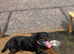 Gorgeous 5year old Rottweiler