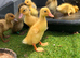 Week old ducklings