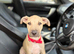 Sandy male pup