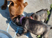 Staffy puppies different colours
