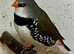 Aviary clearances