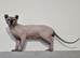 Sphynx for STUD/Mating