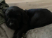 Stunning KC registered Labrador pups