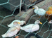 2 pairs of call ducks