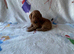 Miniature Labradoodle