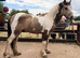Dun and white gelding