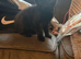 10 mixed breed kittens