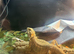 Bearded dragon