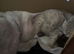 6 Beautiful British Shorthair Kittens –