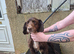 cocker spaniel and border terrier