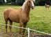 Licensed section B stallion