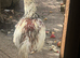 2 adult hens and 1 male