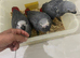 Super tame African grey babies