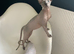 Amazing Sphynx
