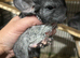 Baby Male Chinchilla