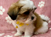 ADORABLE MALSHI PUPPIES READY NOW