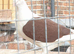 Saddle racing pigeons for sale