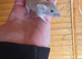 Fancy mice, males and females