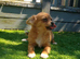 Adorable chihuahua