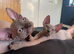 Champion line Sphynx kittens
