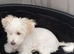 Puppy Bichon Frise