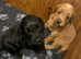 Gorgeous sproodle puppies