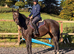 4 year old 16hh mare