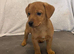 Beagle x staff puppies
