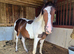 Solar