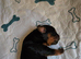 Cavapoo with Health tested parents