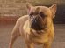 MALE KC RED FAWN FRENCH BULLDOG