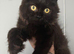 Beautiful male kitten