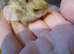 common quail