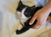 Beautiful kittens