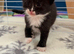 Beautiful bi and tri colour domestic short hair Kittens