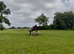 Attractive Tb Mare