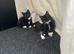 Kittens for sell