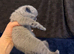 Pure-breed British Shorthair