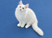 Maine Coon kitten registered