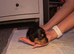 Beautiful miniature dachshunds