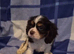 Chocolate cavalier king charles spaniel puppies