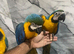 Friendly Baby HandReared Super Tame Cuddly Blue & Gold Macaw Parrot,26
