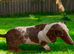 Beautiful Dachshund famale in need new home
