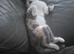 Beautiful TICA REG 7 months old Blue And White Tortie British Shorthair Girl