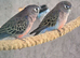 Young Kakariki bourkes and budgies