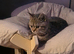 Stunning chocolate spotted BSH kitten