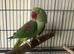 Alexandria parrot